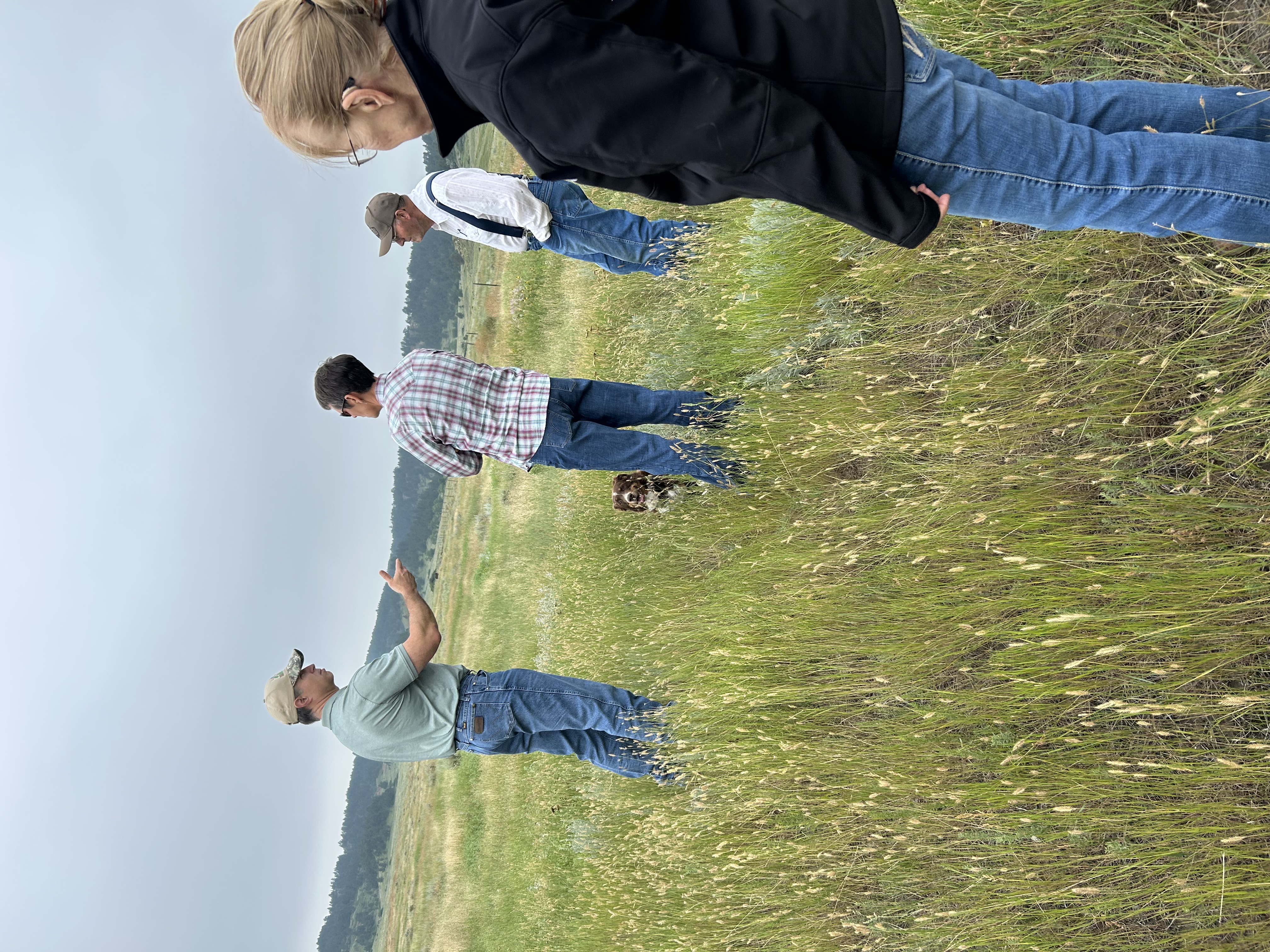 Scouting for Ventenata Plots